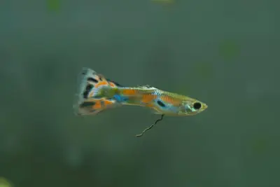 来自家庭水族箱的色彩鲜艳的孔雀鱼