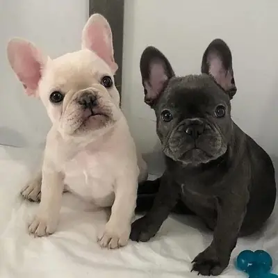 .Fransız Bulldogu Yavruları Hediye Whatsapp (+34)611386992