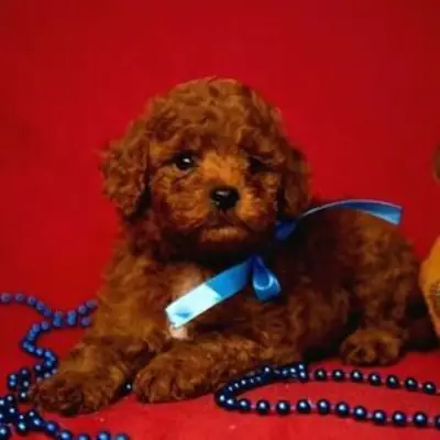 Oynak Toy Poodle yavruları WhatsApp:( +63-945-135-8253 )