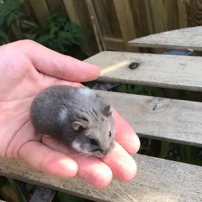 安静又好奇的坎贝尔仓鼠寻找新家庭