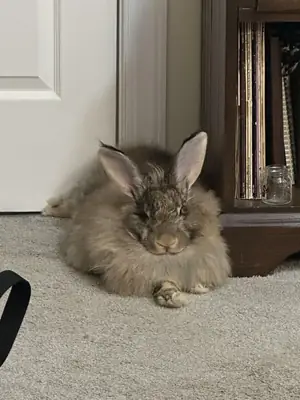 温顺的巨型安哥拉兔希望找到新主人