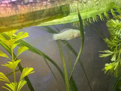 健康的摩利鱼适合家庭水族箱