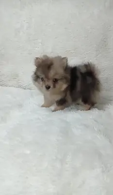 Regalo cachorros Pomerania (macho y hembra)