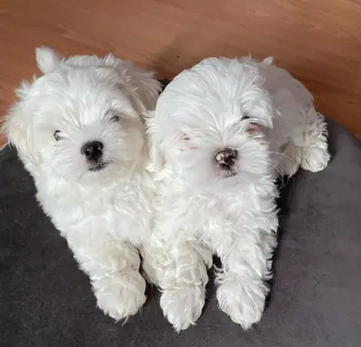Maltese yavruları hediye (erkek ve dişi)