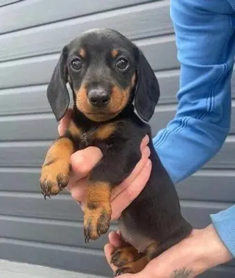Regalo cachorros Dachshund (macho y hembra)