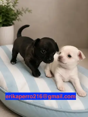 待领养的吉娃娃幼犬（雄性和雌性）