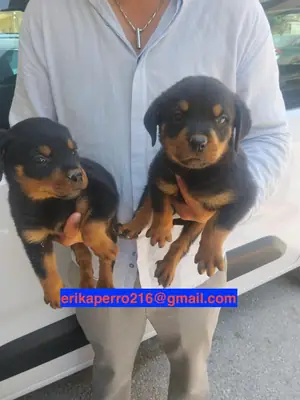 Gift Rottweiler puppies (male and female)