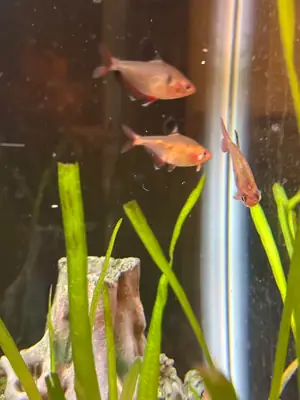 活跃的小型灯鱼适合群养水族箱