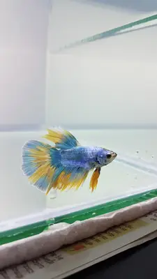 健康的斗鱼寻找安静的新鱼缸