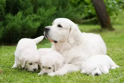 Golden Retriever busca un nuevo hogar.....