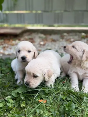 Golden Retriever busca un nuevo hogar