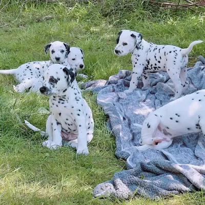 Dişi ve erkek Dalmanya köpeği yavruları
