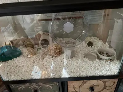 Petit hamster roumain calme cherche un nouveau foyer