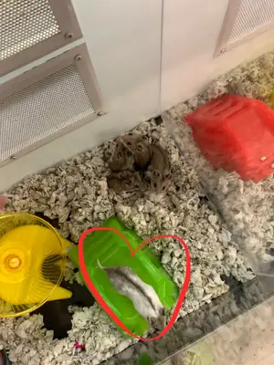 Hamster chinois curieux cherche famille patiente