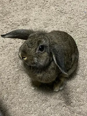 Lapin nain bélier sociable cherche foyer avec de l'espace