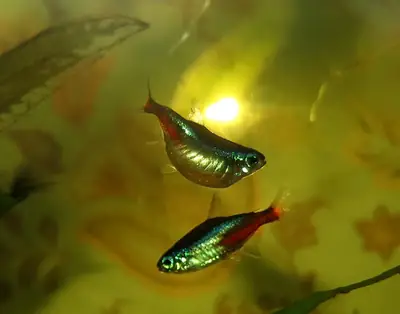 Groupe de néons tétra pour aquarium communautaire