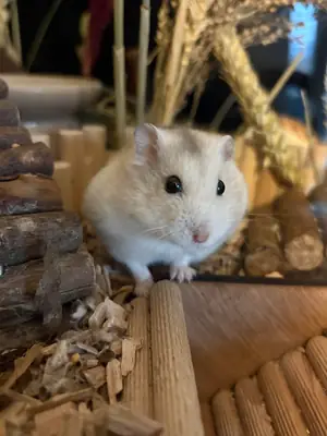Le hamster de Quiet Campbell cherche un nouveau foyer