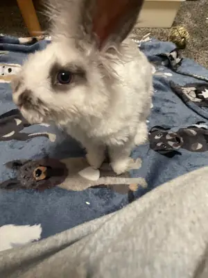Lapin angora géant, très calme, cherche une famille