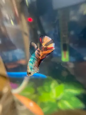 色彩艳丽的雄性斗鱼，适合单独饲养于水族箱中