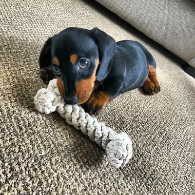 华丽的腊肠犬小狗.. 在WhatsApp上发信息 ..联系... +34 631 98 70 80