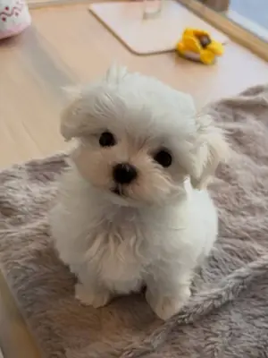 Chiots maltais