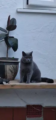 Ev ortamında büyümüş sakin British Shorthair dişi kedi
