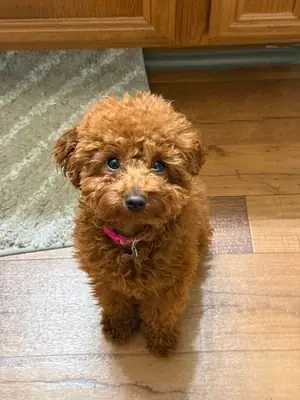 Kahverengi poodle kızımız için güvenilir bir aile arıyoruz