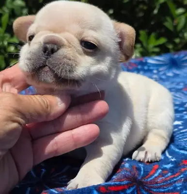 F1 法国斗牛犬幼犬