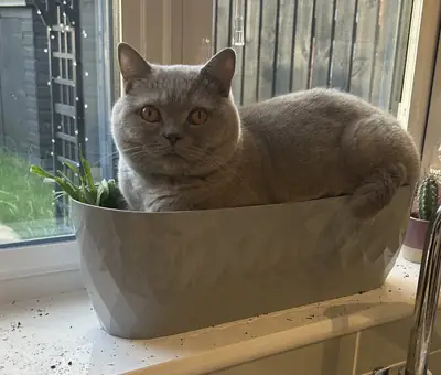 Sakin karakterli British Shorthair erkek kedi sahiplendirme
