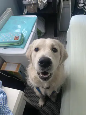 Golden retriever kızımız için gerçekten bakabilecek bir aile arıyoruz