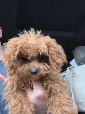 为我们的棕色贵宾犬幼犬寻找一个安全的家。