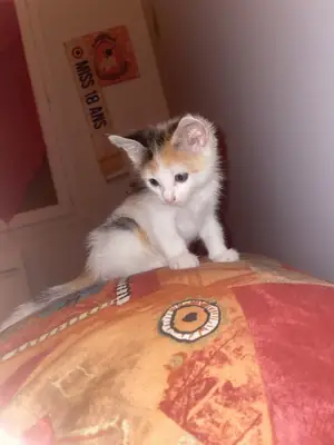 Котенок отдается