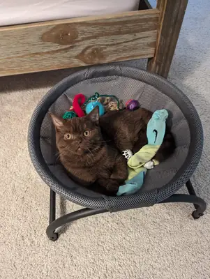 Gentle British Shorthair looking for a quiet forever home