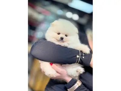 Pure white Pomeranian puppy raised inside a family home