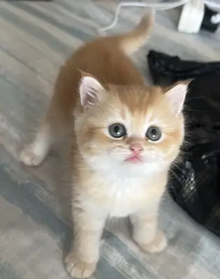 Chaton ou adulte