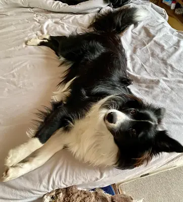 Border Collie that needs someone who actually enjoys active dogs