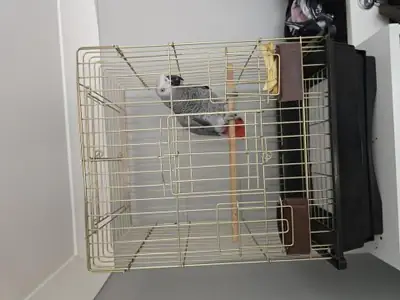 African Grey parrot that learned more words than I expected