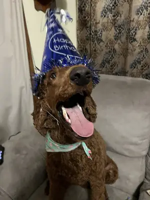 Brown poodle companion that prefers people over toys