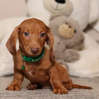 ¡Encantador Cachorrito Teckel Rojo con Collar Verde! 🧸💚