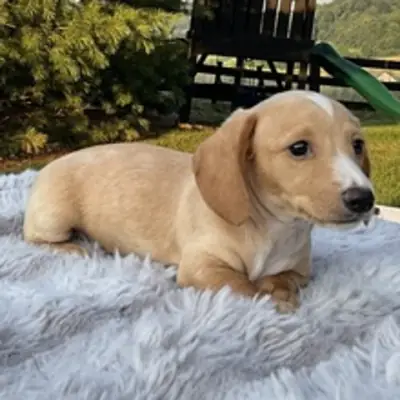 ¡Único y Dulce Cachorro Teckel Crema con Manchita Blanca! 🌿🐾