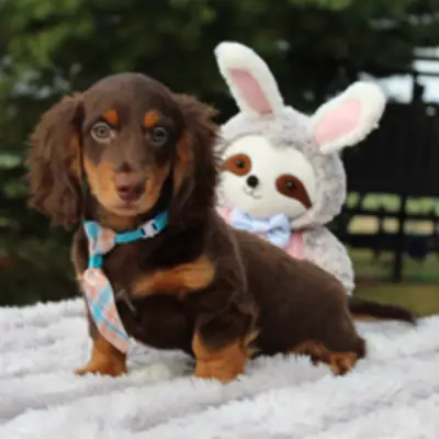 ¡Elegante Cachorro Teckel Chocolate y Fuego con Accesorios! 👔🧸