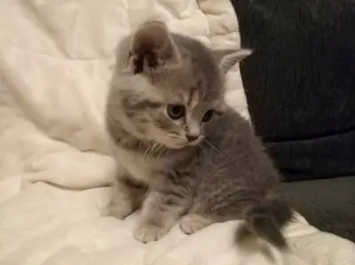 迷人的英国短毛猫小猫 – 可爱，美丽