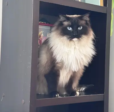 Chat Ragdoll très calme cherche une nouvelle famille