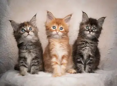 Regalo Gatitos Maine Coon Para adopcion