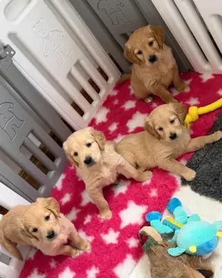 Golden Retriever Welpen
