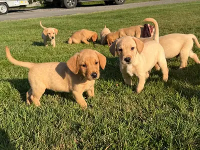 Safkan Labrador Retriever Yavruları