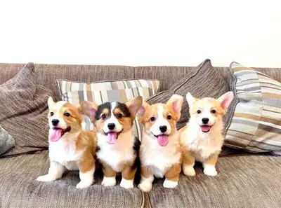 Welsh Pembroke Corgi Welpen