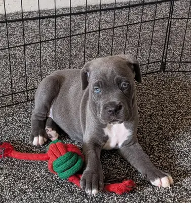 Cane Corso Welpen