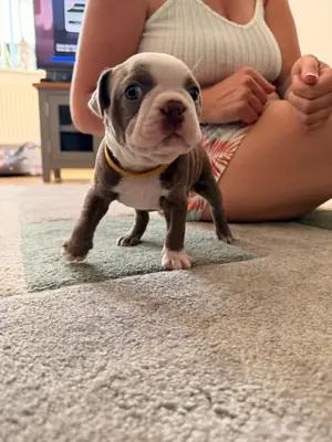 Boston Terrier Welpen