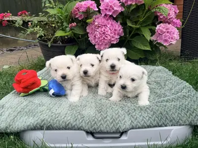 West Highland Terrier Welpen